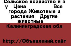 Сельское хозяйство и з/у › Цена ­ 2 500 000 - Все города Животные и растения » Другие животные   . Калининградская обл.